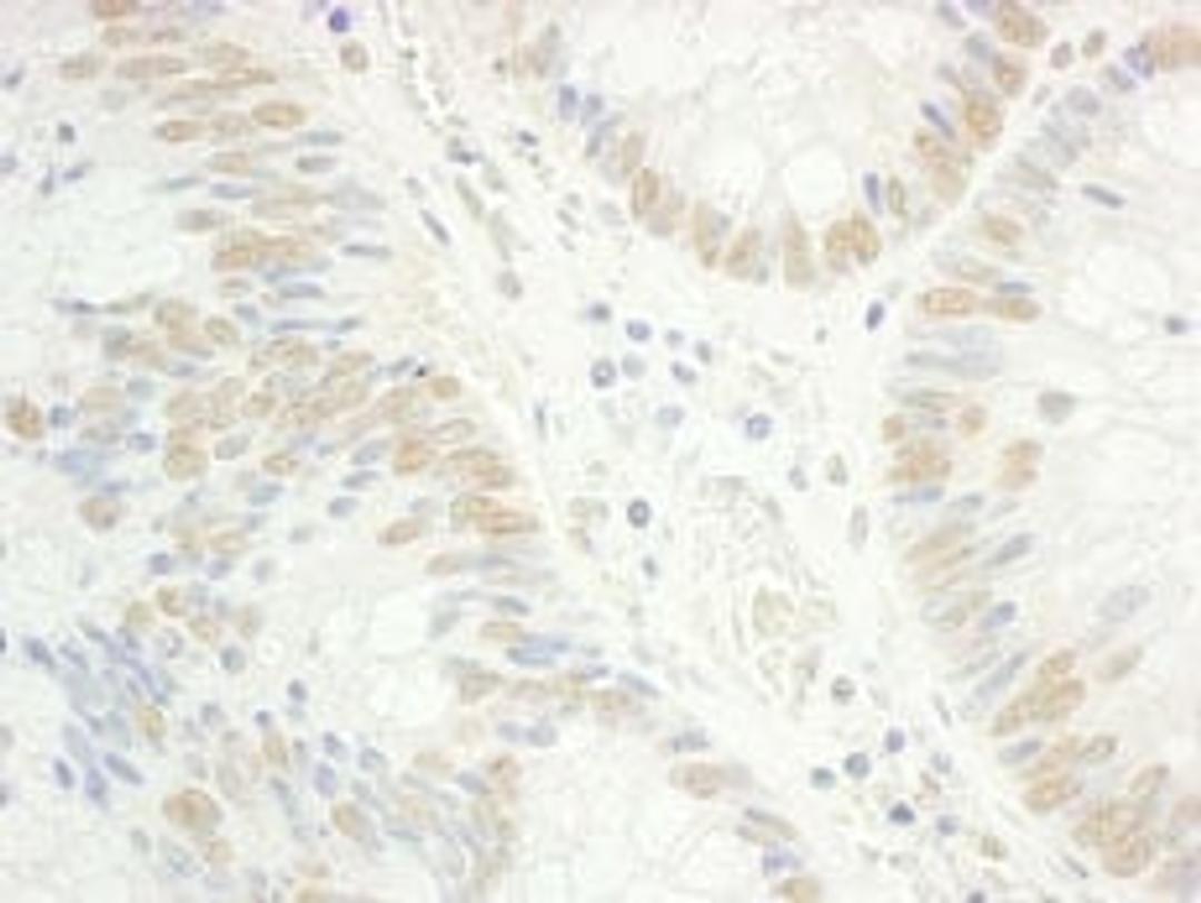 Detection of human RAP74 by immunohistochemistry.