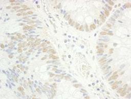 Detection of human RAP74 by immunohistochemistry.