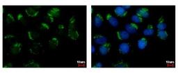 Immunocytochemistry/Immunofluorescence: WDSUB1 Antibody [NBP2-20904] - Sample: MCF-7 cells were fixed in 4% paraformaldehyde at RT for 15 min. Green: WDSUB1 protein stained by WDSUB1 antibody diluted at 1:500. Blue: Hoechst 33342 staining.