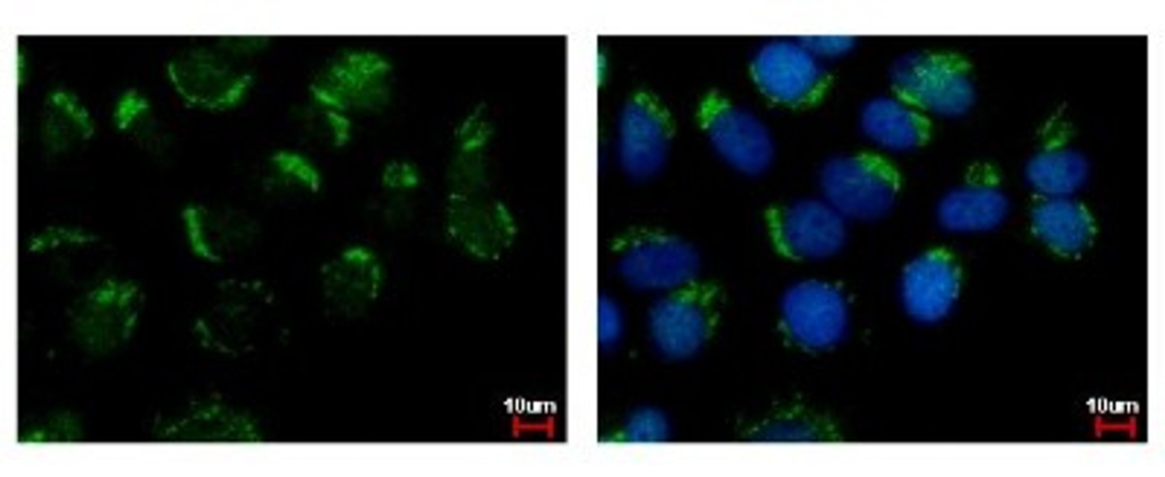 Immunocytochemistry/Immunofluorescence: WDSUB1 Antibody [NBP2-20904] - Sample: MCF-7 cells were fixed in 4% paraformaldehyde at RT for 15 min. Green: WDSUB1 protein stained by WDSUB1 antibody diluted at 1:500. Blue: Hoechst 33342 staining.