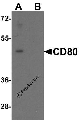 Western blot analysis of CD80 in EL4 cell lysate with CD80 antibody at 1 μg/mL in (A) the absence and (B) the presence of blocking peptide.
