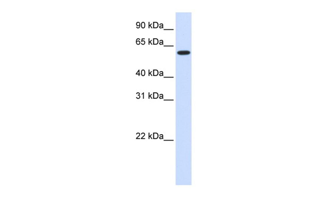 Antibody used in WB on Human Heart at 0.2-1 ug/ml.