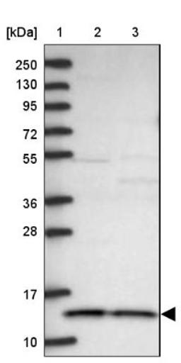 Western Blot: CHCHD1 Antibody [NBP1-88532] - Lane 1: Marker [kDa] 250, 130, 95, 72, 55, 36, 28, 17, 10<br/>Lane 2: Human cell line RT-4<br/>Lane 3: Human cell line U-251MG sp