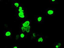 Immunocytochemistry/Immunofluorescence: DNTTIP1 Antibody (1F4) [NBP2-02507] Staining of COS7 cells transiently transfected by pCMV6-ENTRY DNTTIP1.