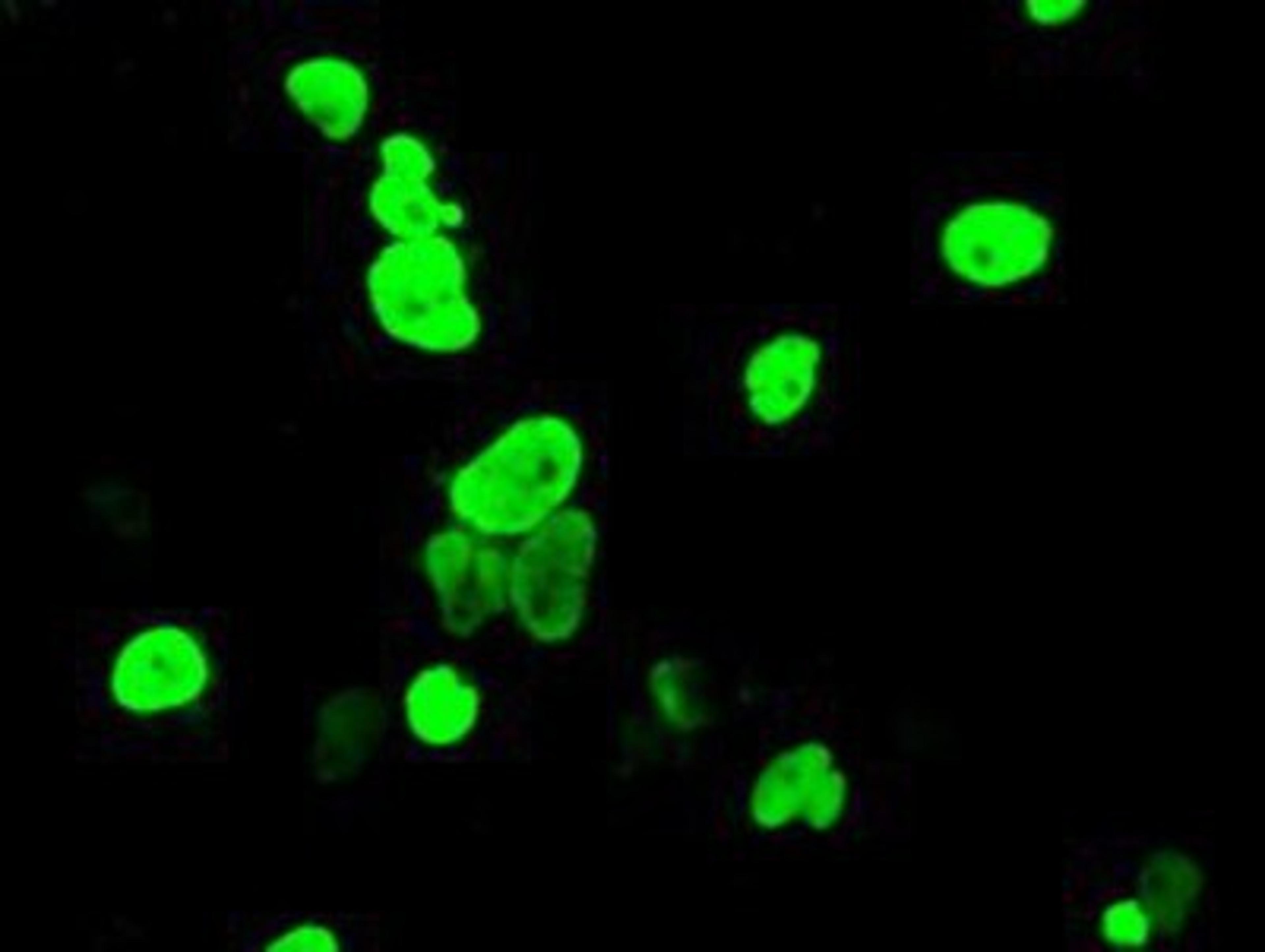 Immunocytochemistry/Immunofluorescence: DNTTIP1 Antibody (1F4) [NBP2-02507] Staining of COS7 cells transiently transfected by pCMV6-ENTRY DNTTIP1.