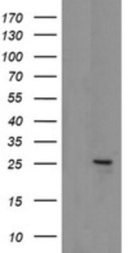 Western Blot: MRPS34 Antibody (4H2) [NBP2-45432] - Analysis of HEK293T cells were transfected with the pCMV6-ENTRY control (Left lane) or pCMV6-ENTRY MRPS34.