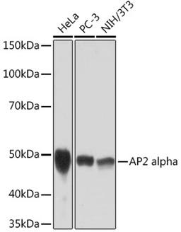 Western blot - AP2 alpha Rabbit mAb (A2294)