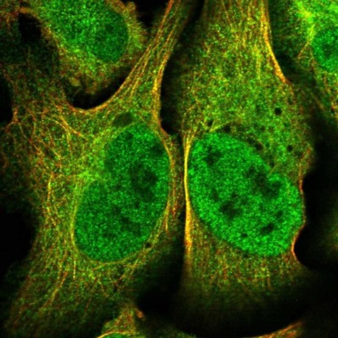 Immunocytochemistry/Immunofluorescence: ANKRD44 Antibody [NBP1-80887] - staining of human cell line U-2 OS shows positivity in nucleus but not nucleoli, cytoplasm & cytoskeleton (microtubules).