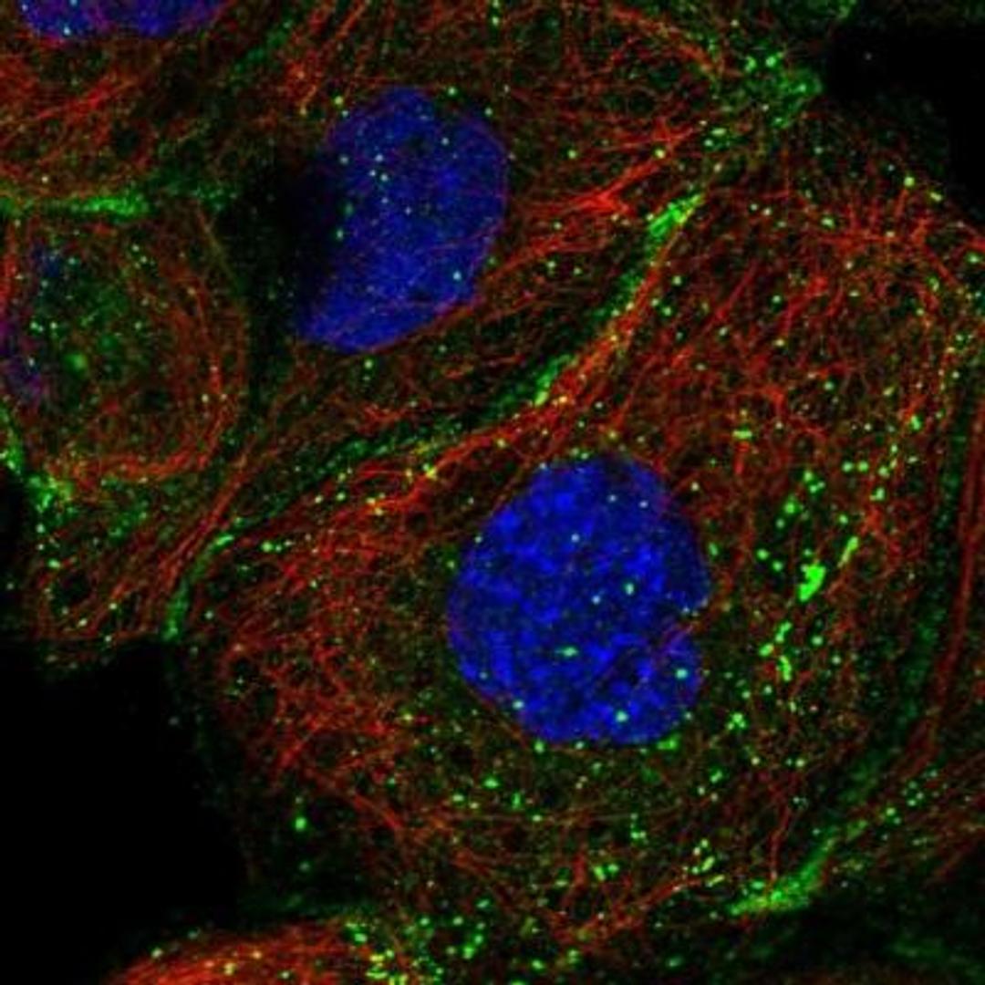 Immunocytochemistry/Immunofluorescence: Protogenin Antibody [NBP1-82051] - Staining of human cell line A-431 shows positivity in plasma membrane, cytoplasm & vesicles.