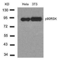 Western blot analysis of lysed extracts from HeLa and 3T3 cells using p90RSK (Ab-348).