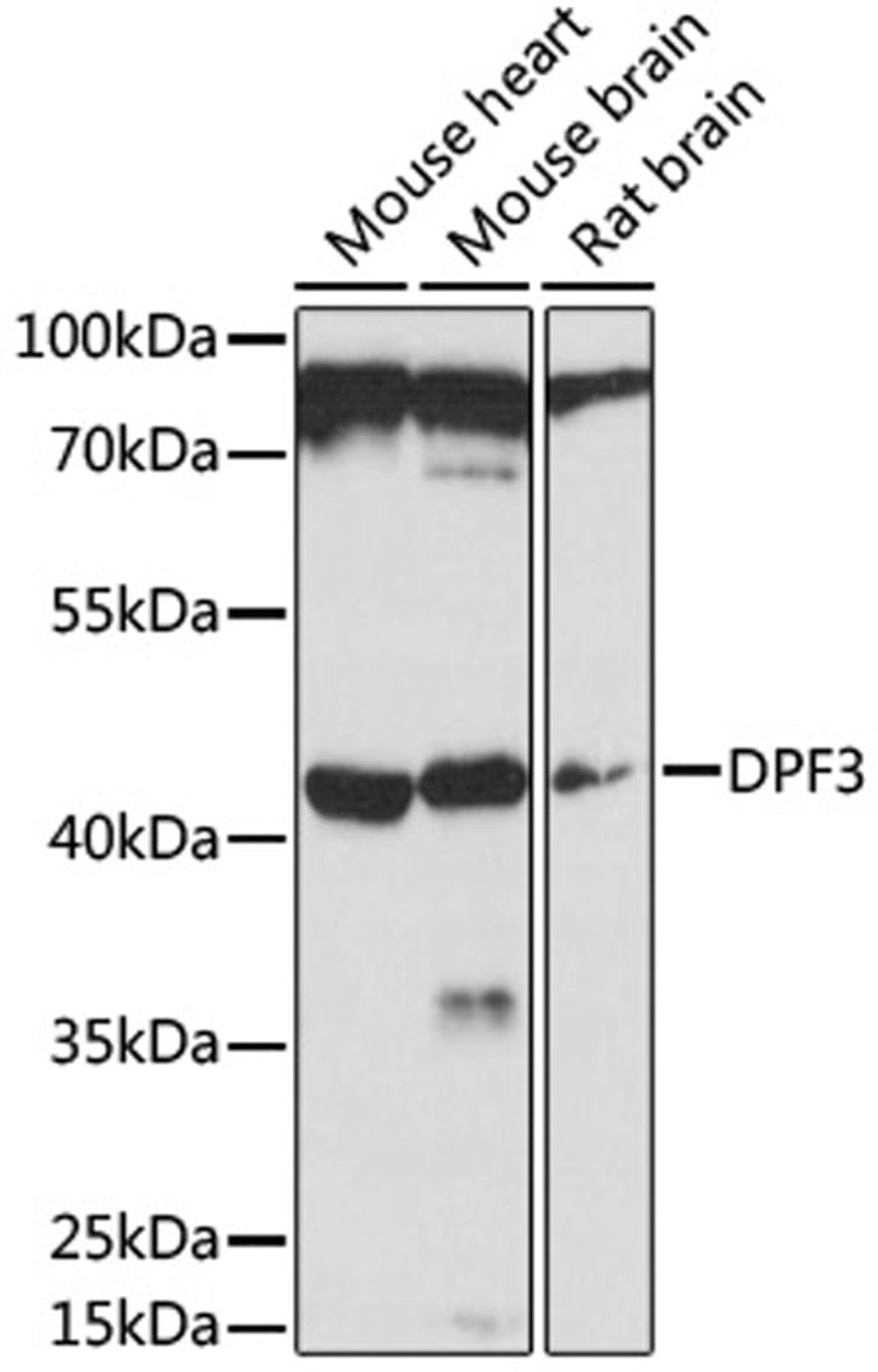 Western blot - DPF3 antibody (A16890)