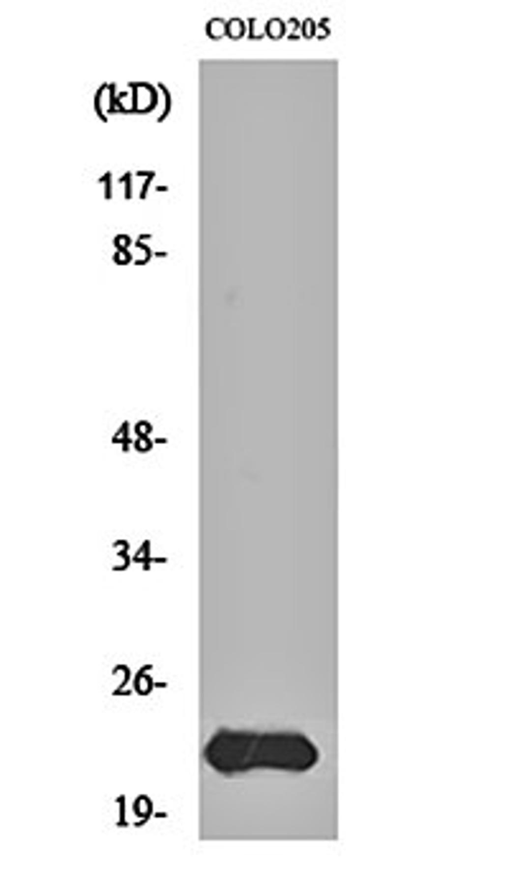 Western blot analysis of COLO205 cell lysates using MRP-L40 antibody