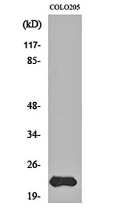 Western blot analysis of COLO205 cell lysates using MRP-L40 antibody