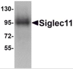 Western blot analysis of Siglec11 in HepG2 cell lysate with Siglec11 antibody at 1 μg/mL.
