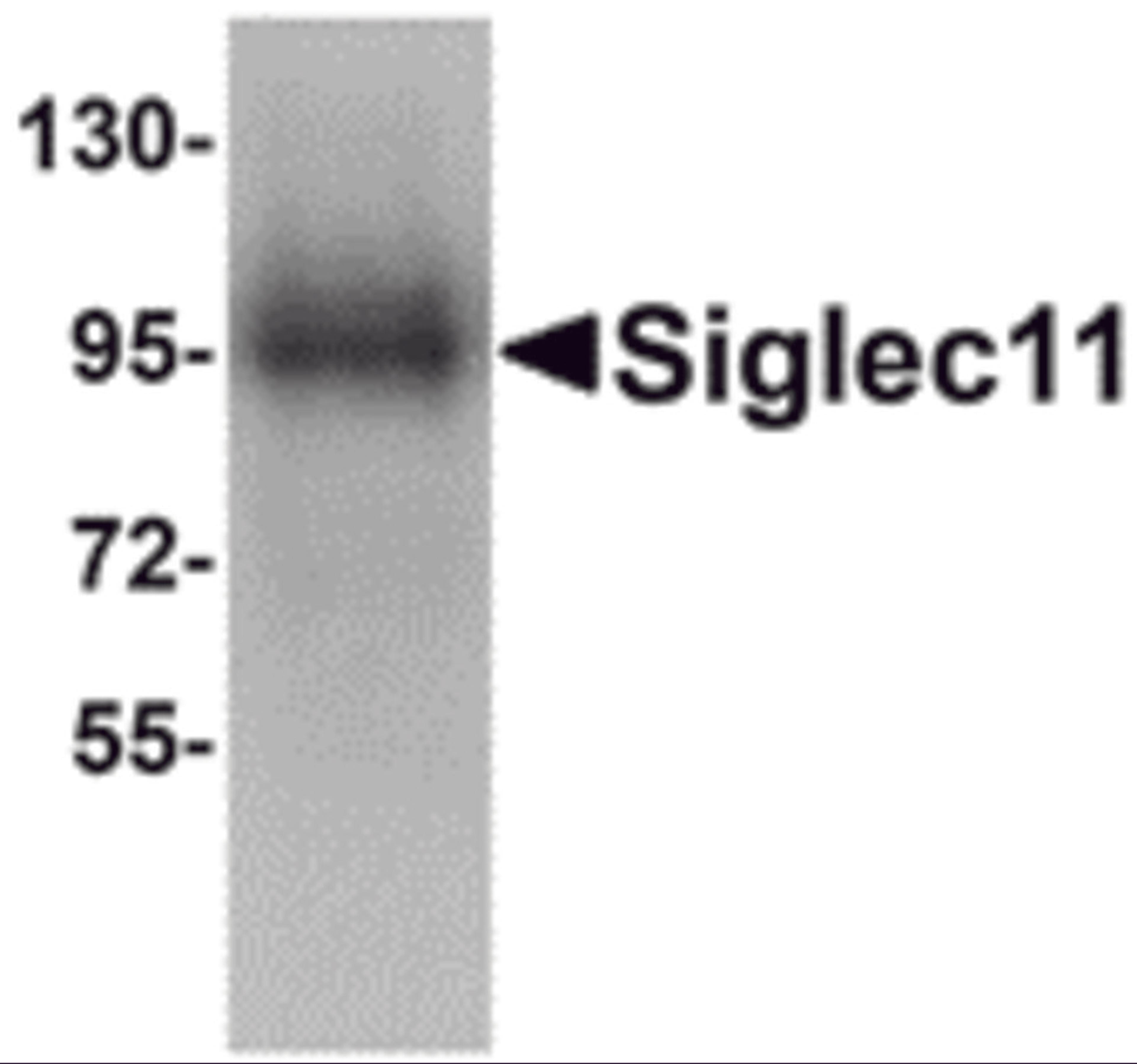 Western blot analysis of Siglec11 in HepG2 cell lysate with Siglec11 antibody at 1 μg/mL.