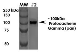 Western Blot analysis of rat brain membrane using Protocadherin Gamma antibody