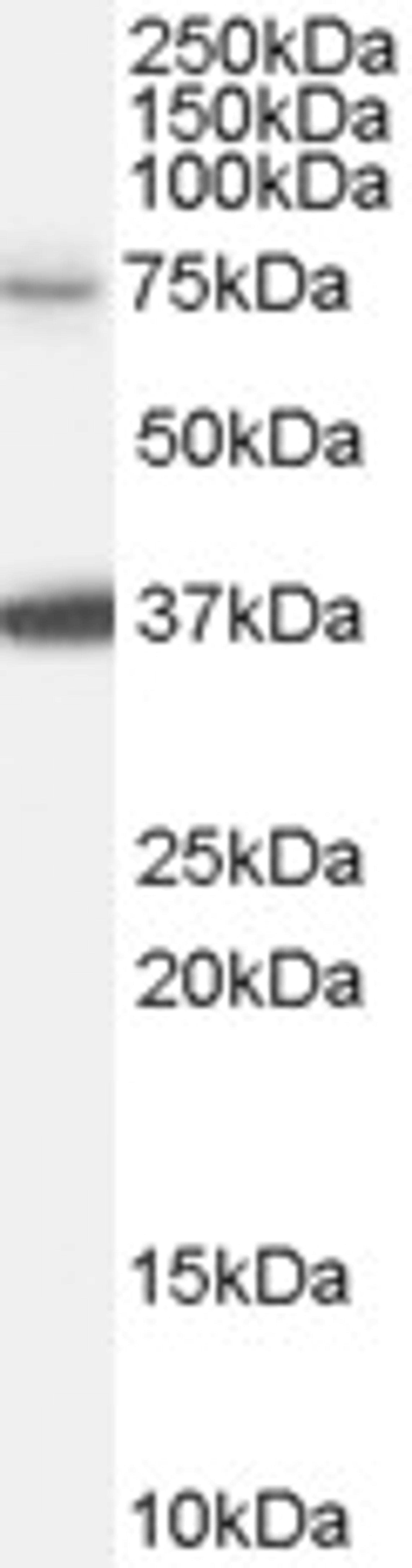 45-939 (0.1ug/ml) staining of HeLa cell lysate (35ug protein in RIPA buffer). Primary incubation was 1 hour. Detected by chemiluminescence.