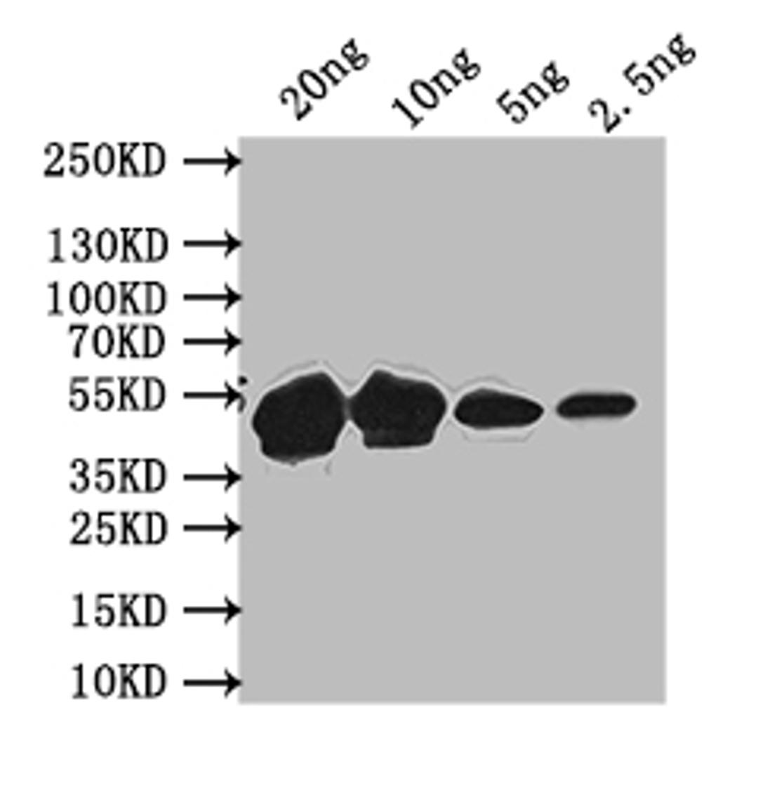 Western Blot. Positive WB detected in: recombinant protein. All lanes: MPS1 Antibody at 1:1000. Secondary. Goat polyclonal to rabbit IgG at 1/50000 dilution. Predicted band size: 47 kDa. Observed band size: 47 kDa. 