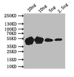 Western Blot. Positive WB detected in: recombinant protein. All lanes: MPS1 Antibody at 1:1000. Secondary. Goat polyclonal to rabbit IgG at 1/50000 dilution. Predicted band size: 47 kDa. Observed band size: 47 kDa. 