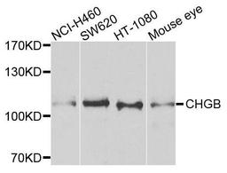 Western blot analysis of extracts of various cells using CHGB antibody