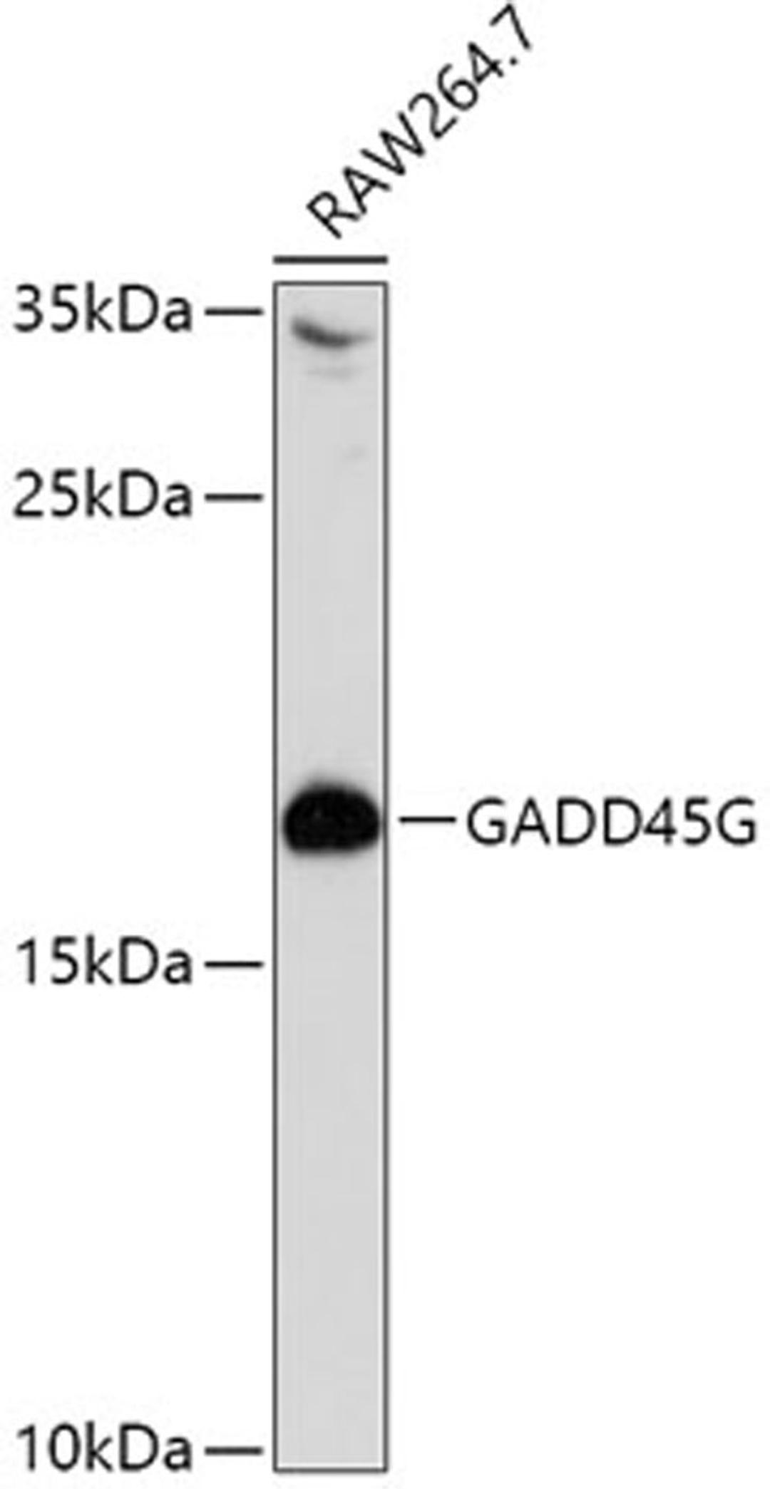 Western blot - GADD45G antibody (A10286)