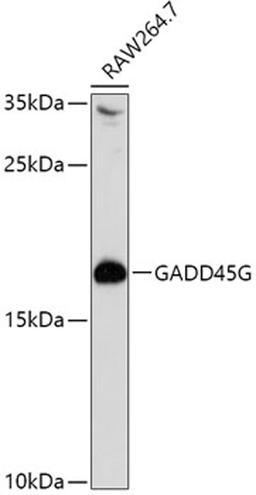 Western blot - GADD45G antibody (A10286)