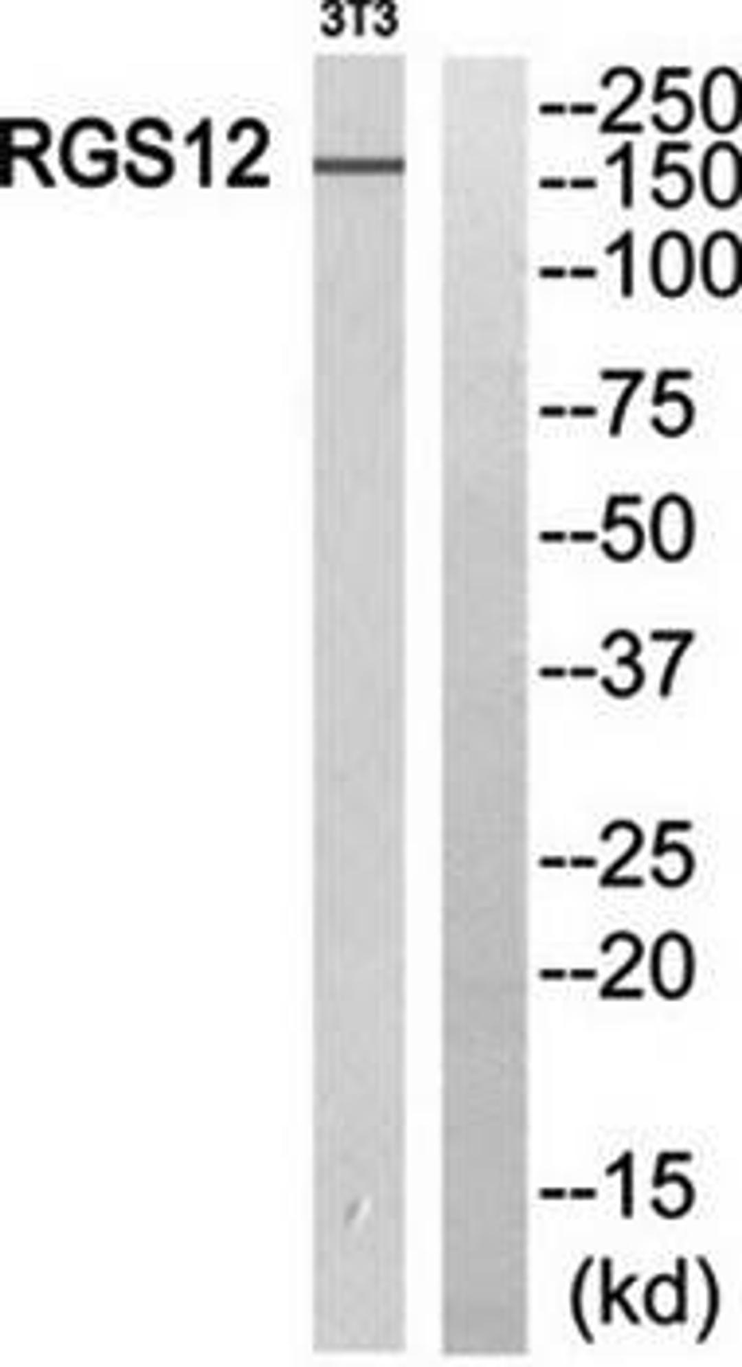 Western blot analysis of extracts from 3T3 cells using RGS12 antibody