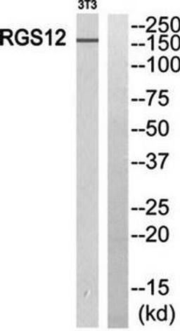 Western blot analysis of extracts from 3T3 cells using RGS12 antibody