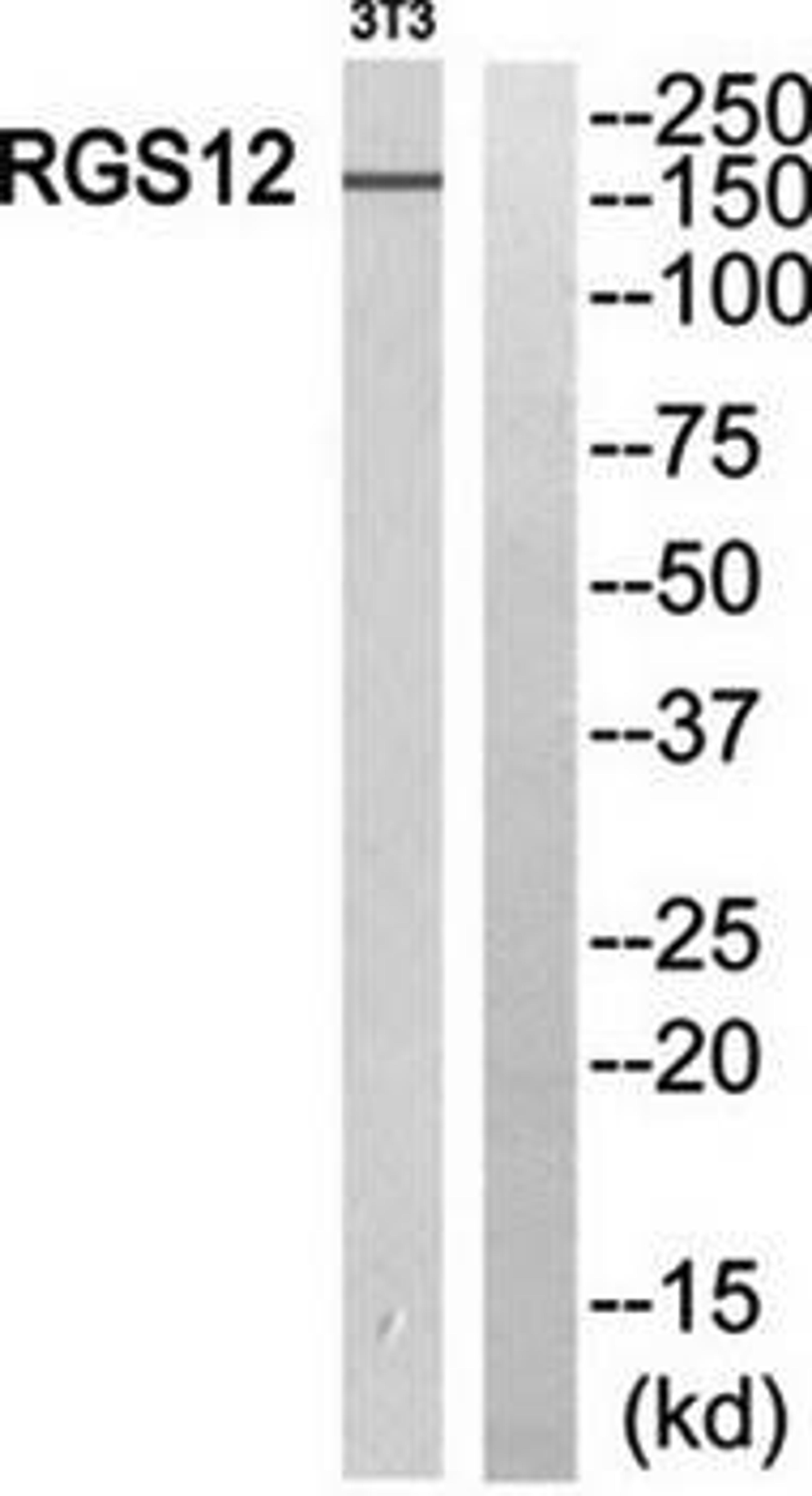 Western blot analysis of extracts from 3T3 cells using RGS12 antibody