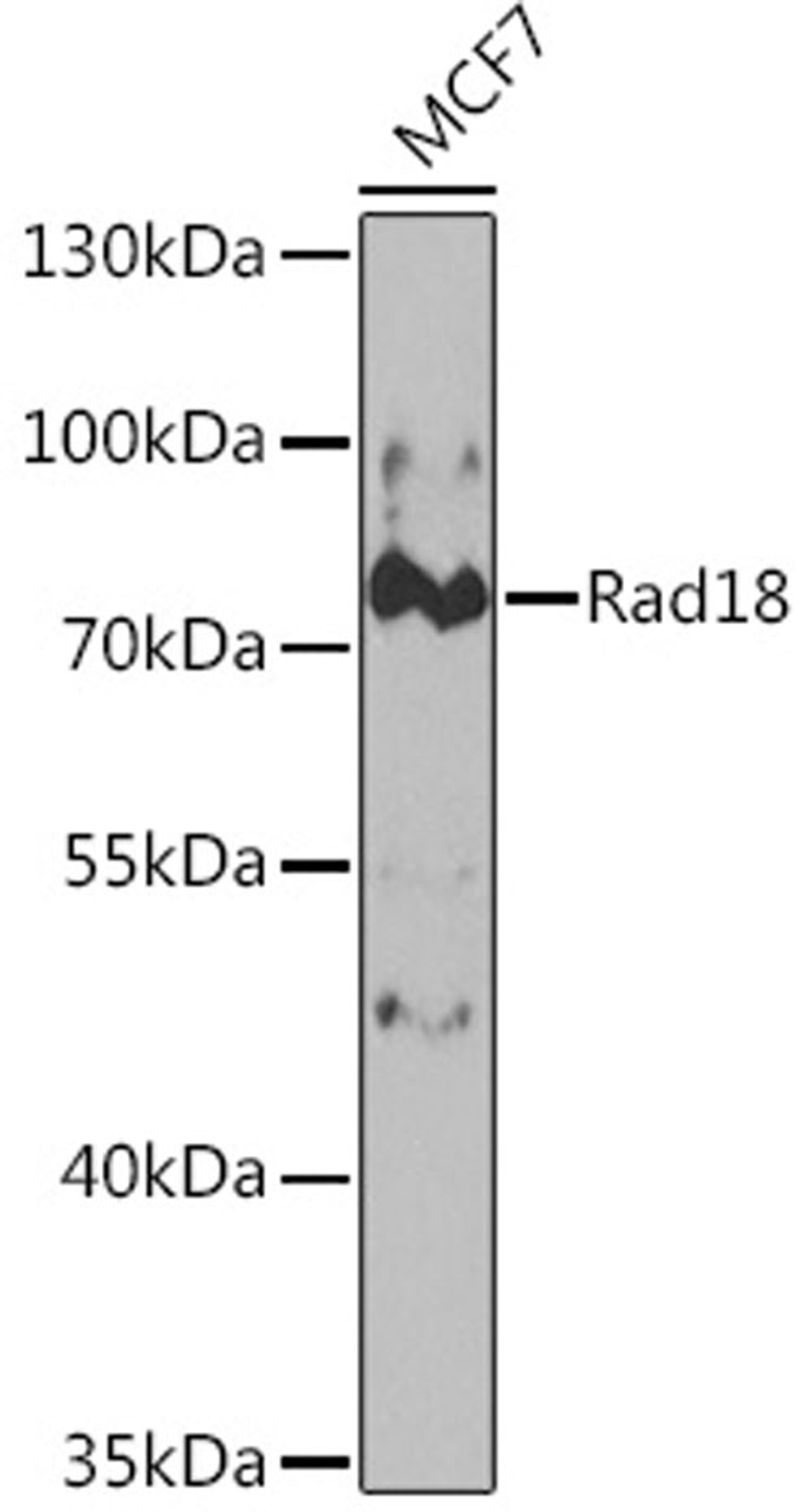 Western blot - Rad18 Rabbit pAb (A5380)