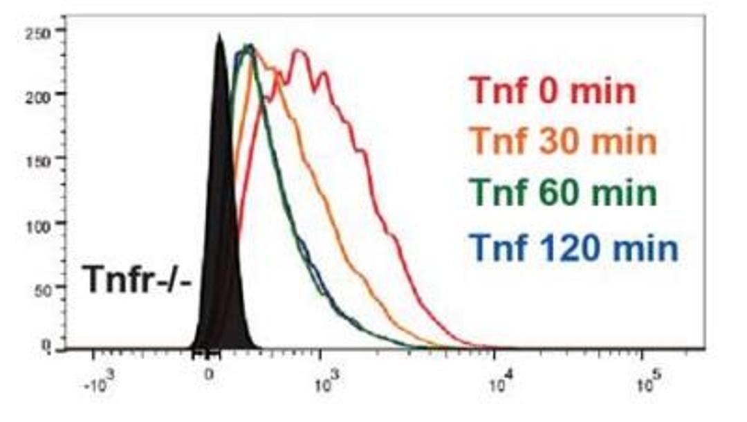 Flow Cytometry: TNF RI/TNFRSF1A Antibody [NBP1-97453] - TNF Receptor I Antibody [NBP1-97453] - MLL-AF9 transduced murine leukemia cells. Tnfr-/- cells were used as negative control. Image provided by verified customer.