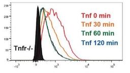 Flow Cytometry: TNF RI/TNFRSF1A Antibody [NBP1-97453] - TNF Receptor I Antibody [NBP1-97453] - MLL-AF9 transduced murine leukemia cells. Tnfr-/- cells were used as negative control. Image provided by verified customer.