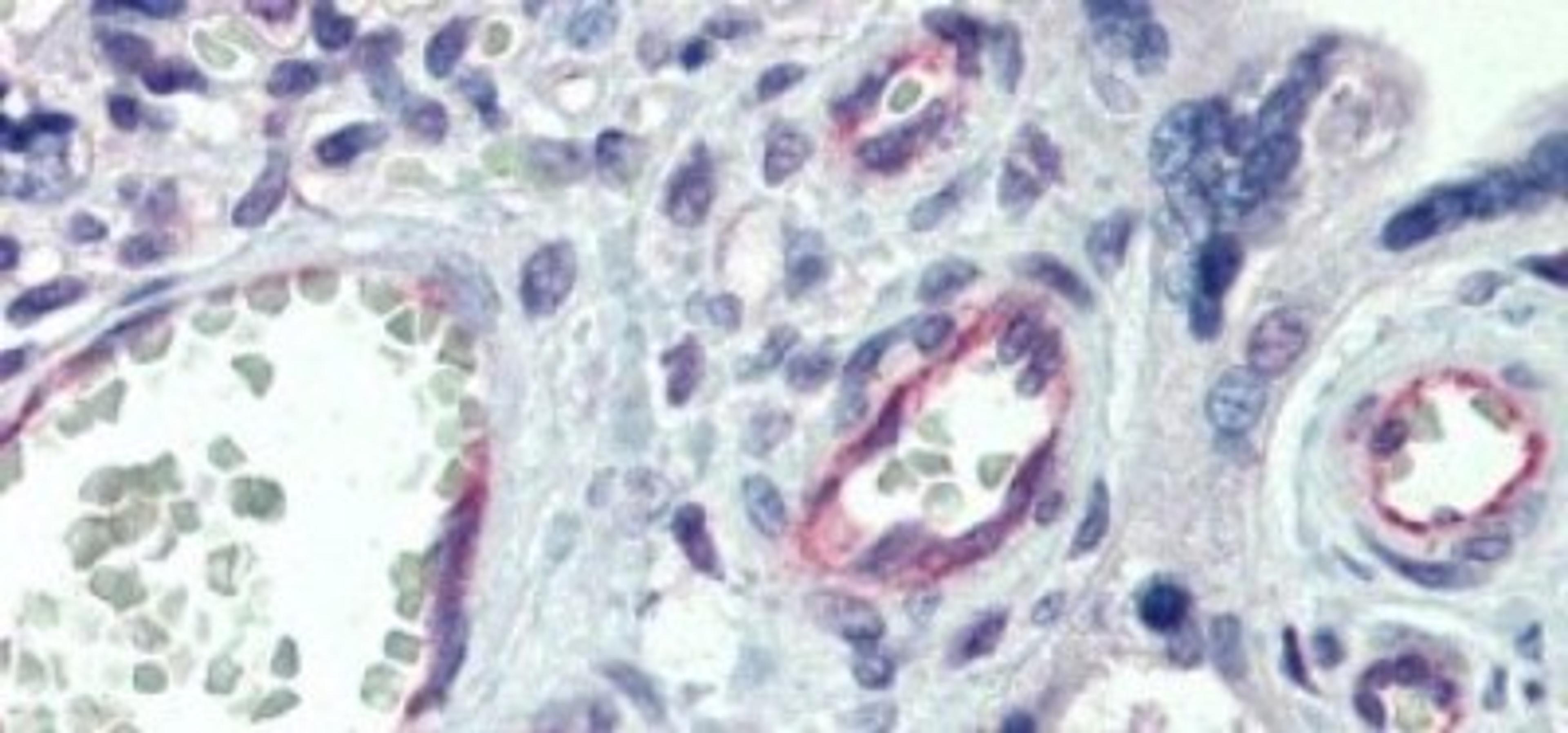 Immunohistochemistry-Paraffin: CLDN23 Antibody [NBP1-70500] - Human Placenta Tissue, 5.0ug/ml.