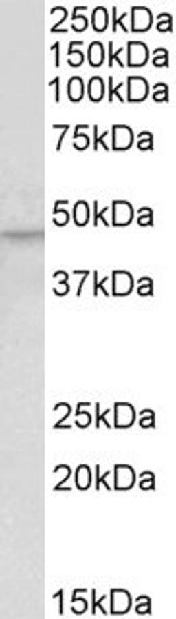 45-803 (0.5ug/ml) staining of Human Kidney lysate (35ug protein in RIPA buffer). Detected by chemiluminescence.