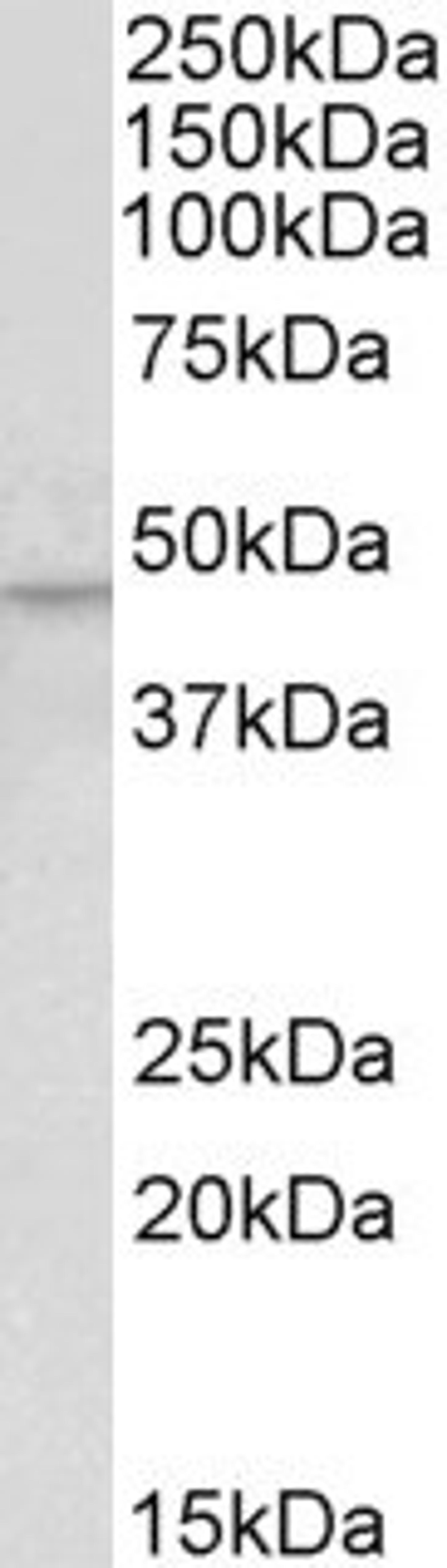 45-803 (0.5ug/ml) staining of Human Kidney lysate (35ug protein in RIPA buffer). Detected by chemiluminescence.