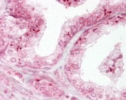 Immunocytochemistry/Immunofluorescence: Smac Antibody [NB100-56311] - Analysis of human prostate using Smac antibody at 10 ug/ml.