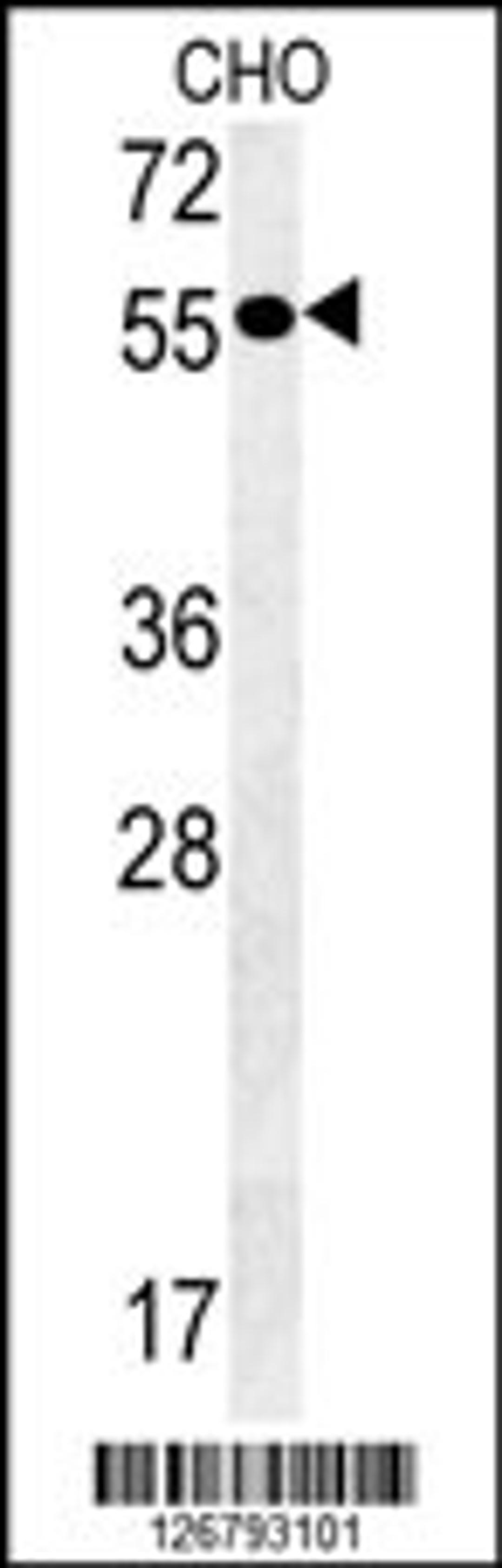 Western blot analysis in CHO cell line lysates (35ug/lane).