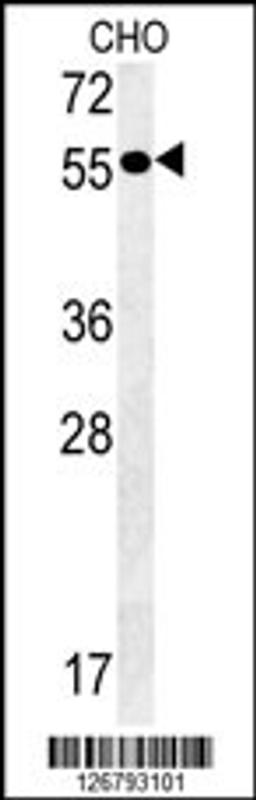 Western blot analysis in CHO cell line lysates (35ug/lane).