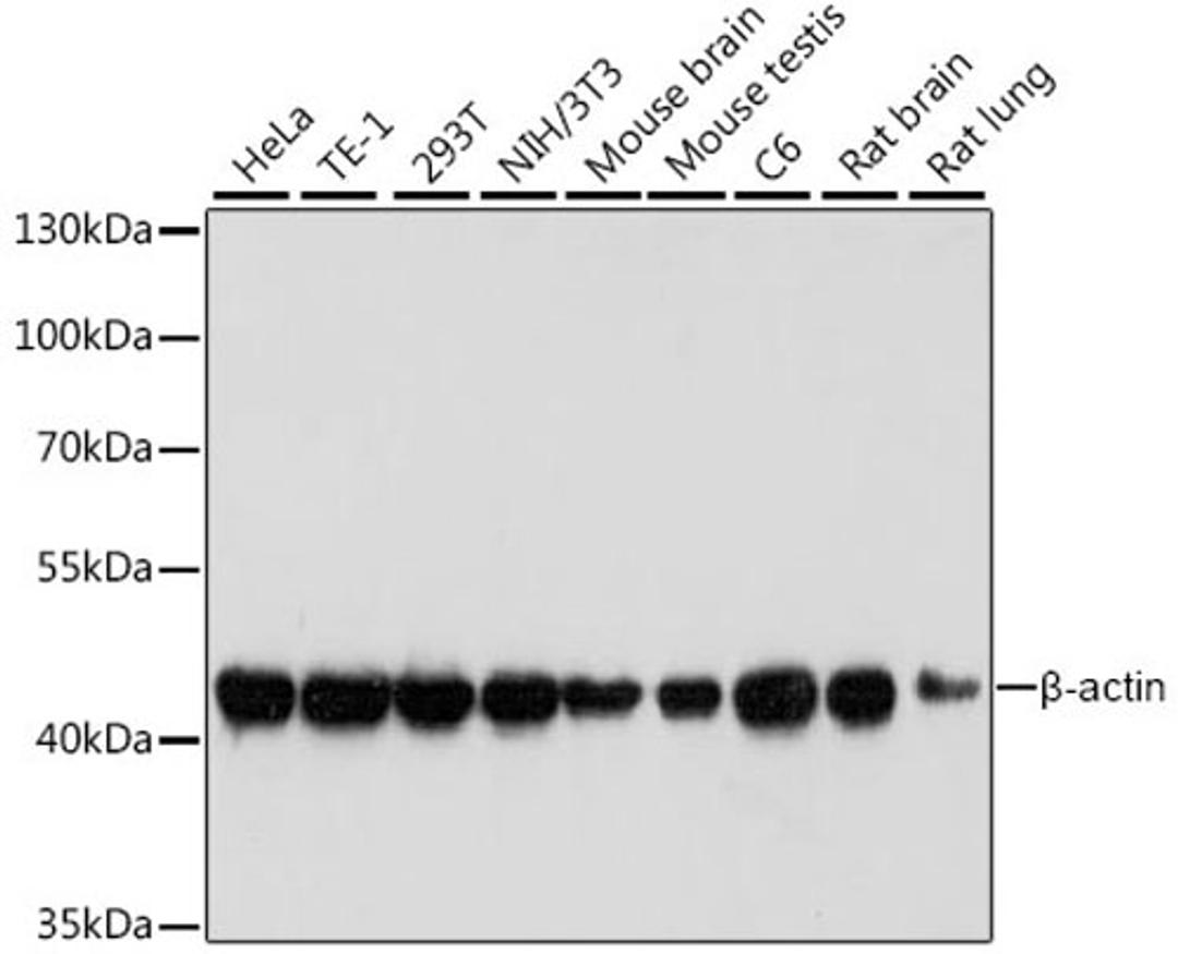 Western blot - ß-actin antibody (AC004)