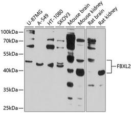 Western blot - FBXL2 antibody (A10296)