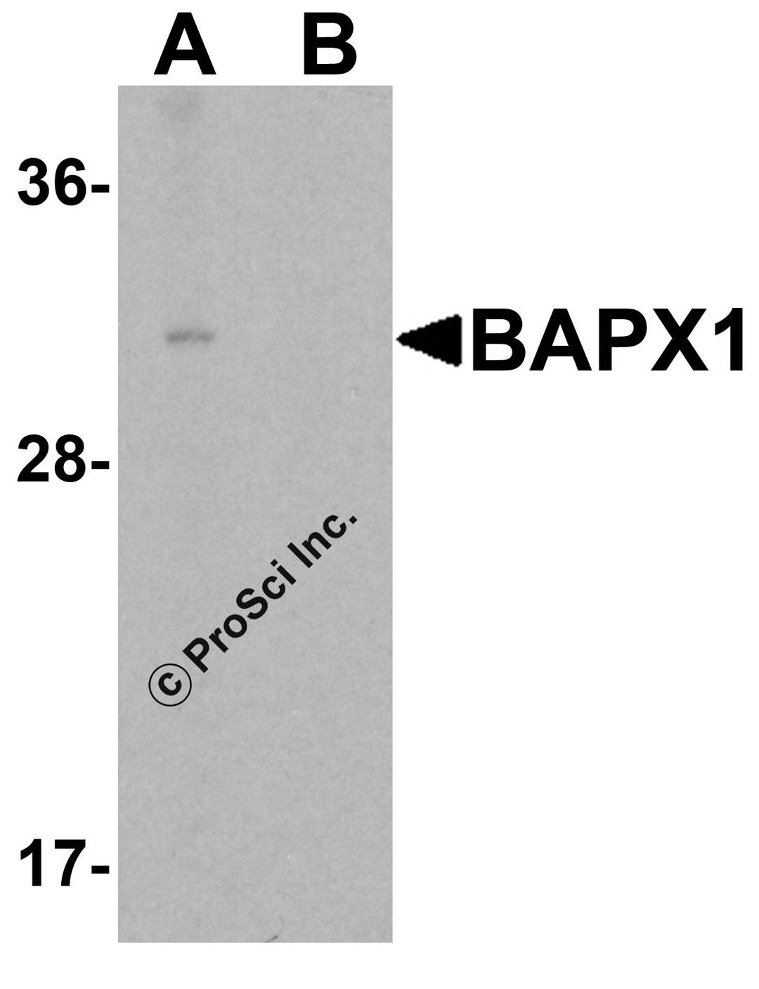 Western blot analysis of BAPX1 in human brain tissue lysate with BAPX1 antibody at 1 μg/mL in (A) the absence and (B) the presence of blocking peptide.