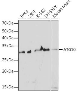 Western blot - ATG10 Rabbit mAb (A6848)