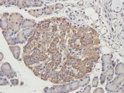 IHC-P image of guinea pig pancreas tissue using anti-GMCSF (2.5 ug/ml)