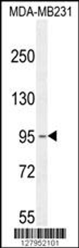 Western blot analysis in MDA-MB231 cell line lysates (35ug/lane).