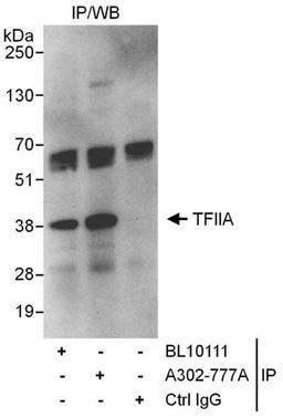 Detection of human GTF2A1/TFIIA by WB of IP.