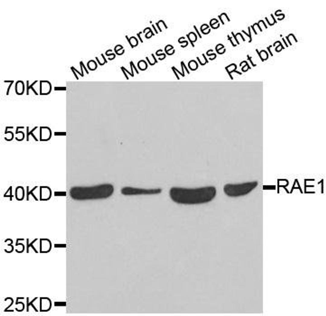 Western blot analysis of extracts of various cell lines using RAE1 antibody