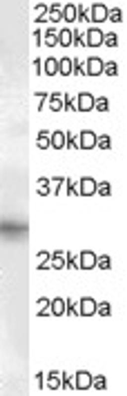 46-231 (1ug/ml) staining of Human Heart lysate (35ug protein in RIPA buffer). Primary incubation was 1 hour. Detected by chemiluminescence.