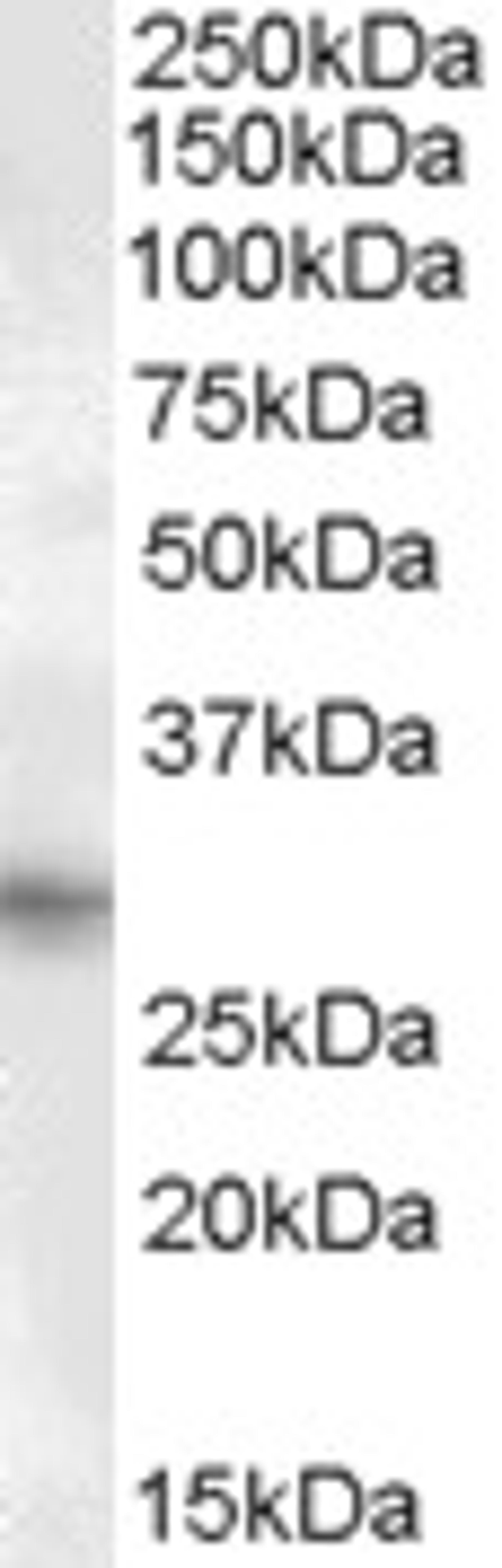 46-231 (1ug/ml) staining of Human Heart lysate (35ug protein in RIPA buffer). Primary incubation was 1 hour. Detected by chemiluminescence.