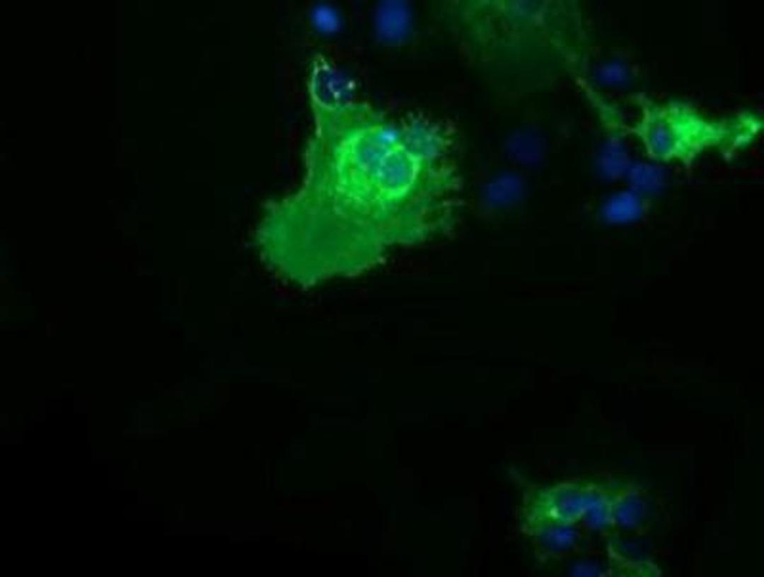 Immunocytochemistry/Immunofluorescence: B7-1/CD80 Antibody (2E5) [NBP2-02905] - Staining of COS7 cells transiently transfected by pCMV6-ENTRY CD80.