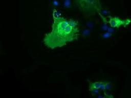 Immunocytochemistry/Immunofluorescence: B7-1/CD80 Antibody (2E5) [NBP2-02905] - Staining of COS7 cells transiently transfected by pCMV6-ENTRY CD80.